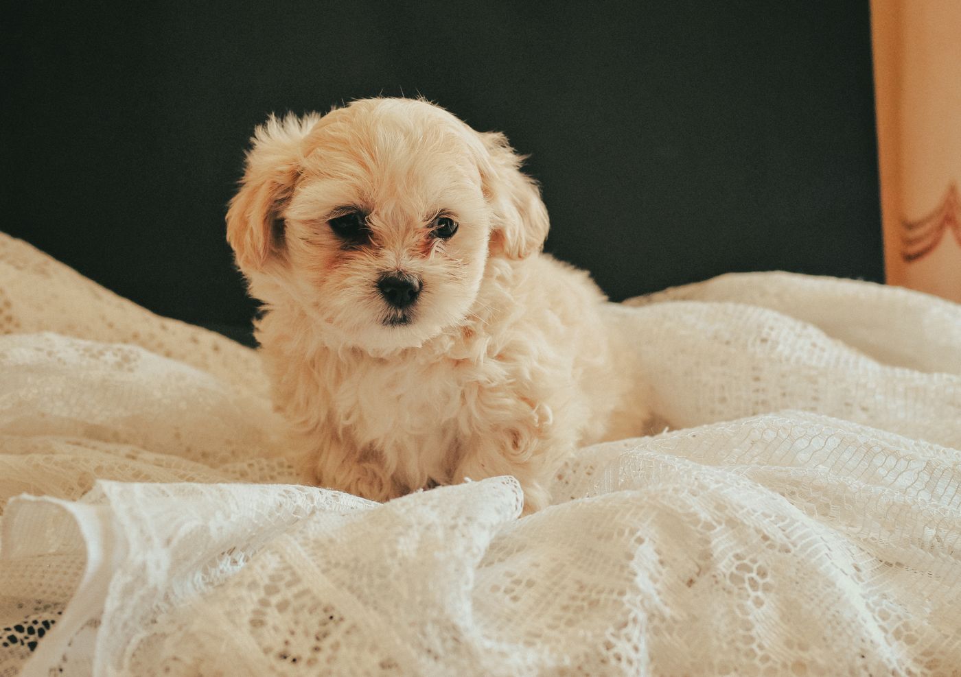 Pearl, a cream Maltipoo puppy sitting on a lace blanket